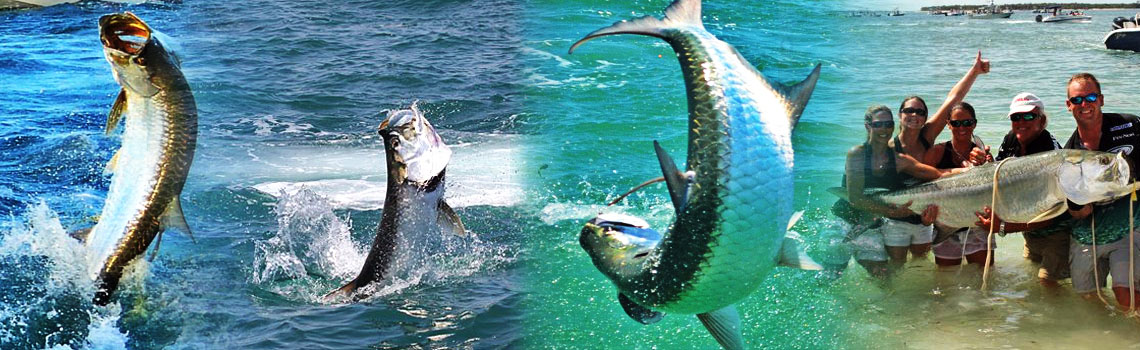 Tarpon jumping